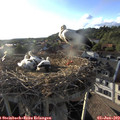 19_05-nest.jpg