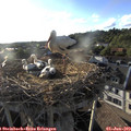 19_10-nest.jpg