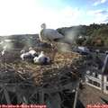 19_15-nest.jpg