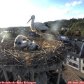 19_20-nest.jpg