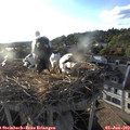 19_25-nest.jpg