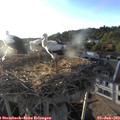 19_30-nest.jpg