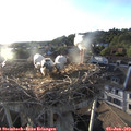 19_35-nest.jpg