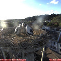 19_45-nest.jpg
