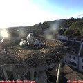 19_50-nest.jpg