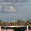 19_55-mast.jpg
