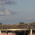 20_00-mast.jpg