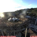 20_00-nest.jpg