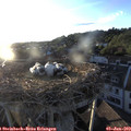 20_05-nest.jpg