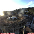 20_10-nest.jpg