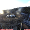 20_15-nest.jpg