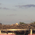 20_20-mast.jpg