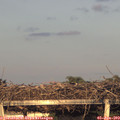 20_25-mast.jpg