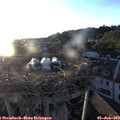 20_25-nest.jpg