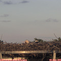 20_30-mast.jpg