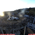 20_30-nest.jpg