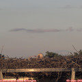 20_35-mast.jpg