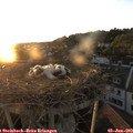 20_40-nest.jpg