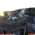 20_45-nest.jpg