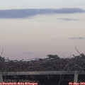 20_50-mast.jpg