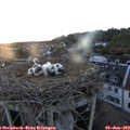 20_50-nest.jpg