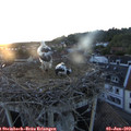 20_55-nest.jpg
