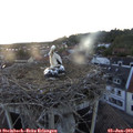 21_00-nest.jpg