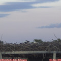 21_05-mast.jpg