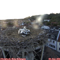 21_05-nest.jpg