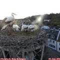 21_10-nest.jpg