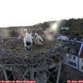 21_15-nest.jpg