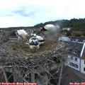 05_25-nest.jpg