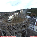 05_30-nest.jpg