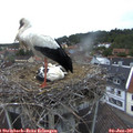 05_35-nest.jpg