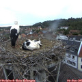 05_40-nest.jpg