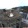05_45-nest.jpg