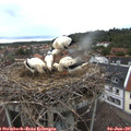 05_50-nest.jpg