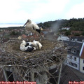 05_55-nest.jpg