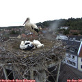 06_00-nest.jpg