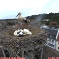 06_10-nest.jpg