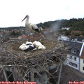 06_15-nest.jpg