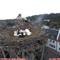 06_20-nest.jpg