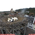 06_25-nest.jpg