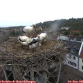 06_30-nest.jpg