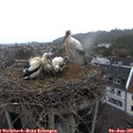 06_35-nest.jpg