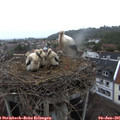 06_40-nest.jpg
