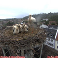 06_45-nest.jpg