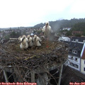 06_50-nest.jpg