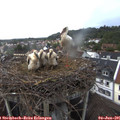 06_55-nest.jpg