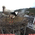 07_00-nest.jpg